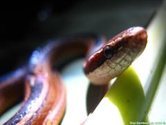 Coniophanes schmidti