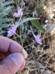 Delphinium gracile