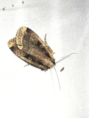 Eueretagrotis sigmoides