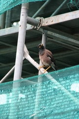 Acridotheres tristis