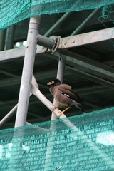 Acridotheres tristis