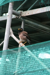 Acridotheres tristis