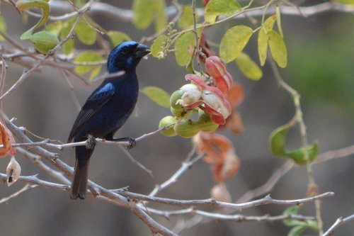 Cyanocompsa parellina