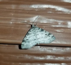 Lobophora nivigerata