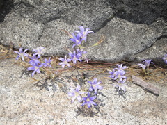 Brodiaea elegans