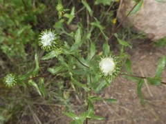 Grindelia subalpina