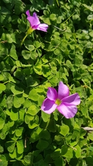 Oxalis zeekoevleyensis