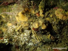 Hymeniacidon perlevis