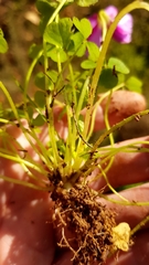 Oxalis zeekoevleyensis