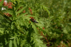 Rhynocoris annulatus