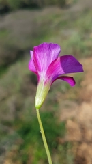 Oxalis zeekoevleyensis