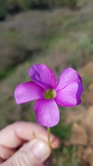 Oxalis zeekoevleyensis