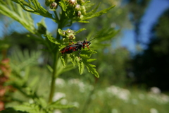Rhynocoris annulatus