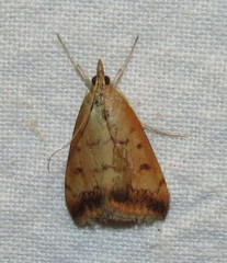 Pyrausta fodinalis