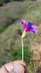 Oxalis zeekoevleyensis