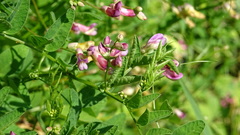 Vicia dumetorum