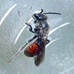 Andrena labiata