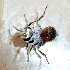 Andrena labiata