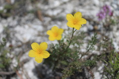 Linum ucranicum