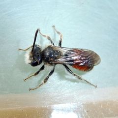 Andrena labiata