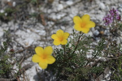 Linum ucranicum
