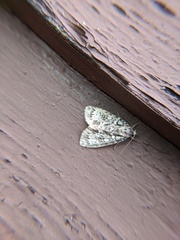 Acronicta fragilis
