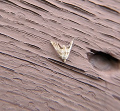 Eoparargyractis