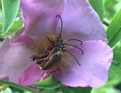 Typocerus acuticauda