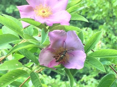 Typocerus acuticauda