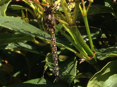 Rhionaeschna californica