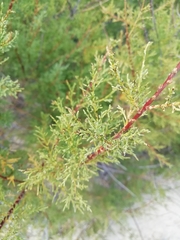 Juniperus turbinata