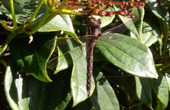 Rhionaeschna californica