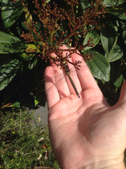 Rhionaeschna californica