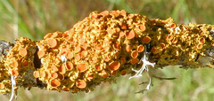 Xanthomendoza montana