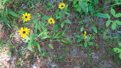 Rudbeckia hirta pulcherrima
