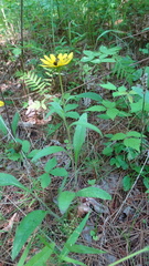 Rudbeckia hirta pulcherrima