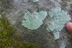 Lepraria normandinoides