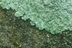 Lepraria normandinoides