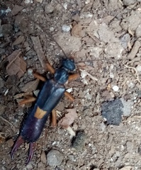 Neodermaptera