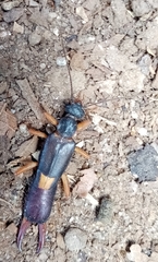 Neodermaptera