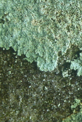 Lepraria normandinoides