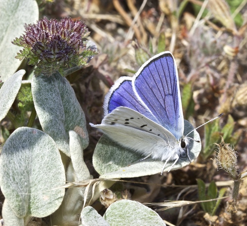 Blue Copper photo 5