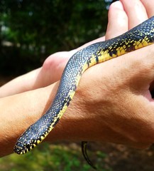 Lampropeltis nigra
