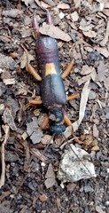 Neodermaptera