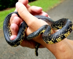 Lampropeltis nigra