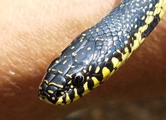 Lampropeltis nigra