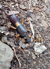 Neodermaptera