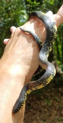 Lampropeltis nigra