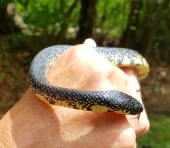 Lampropeltis nigra