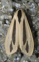 Creatonotos gangis-interrupta agg
